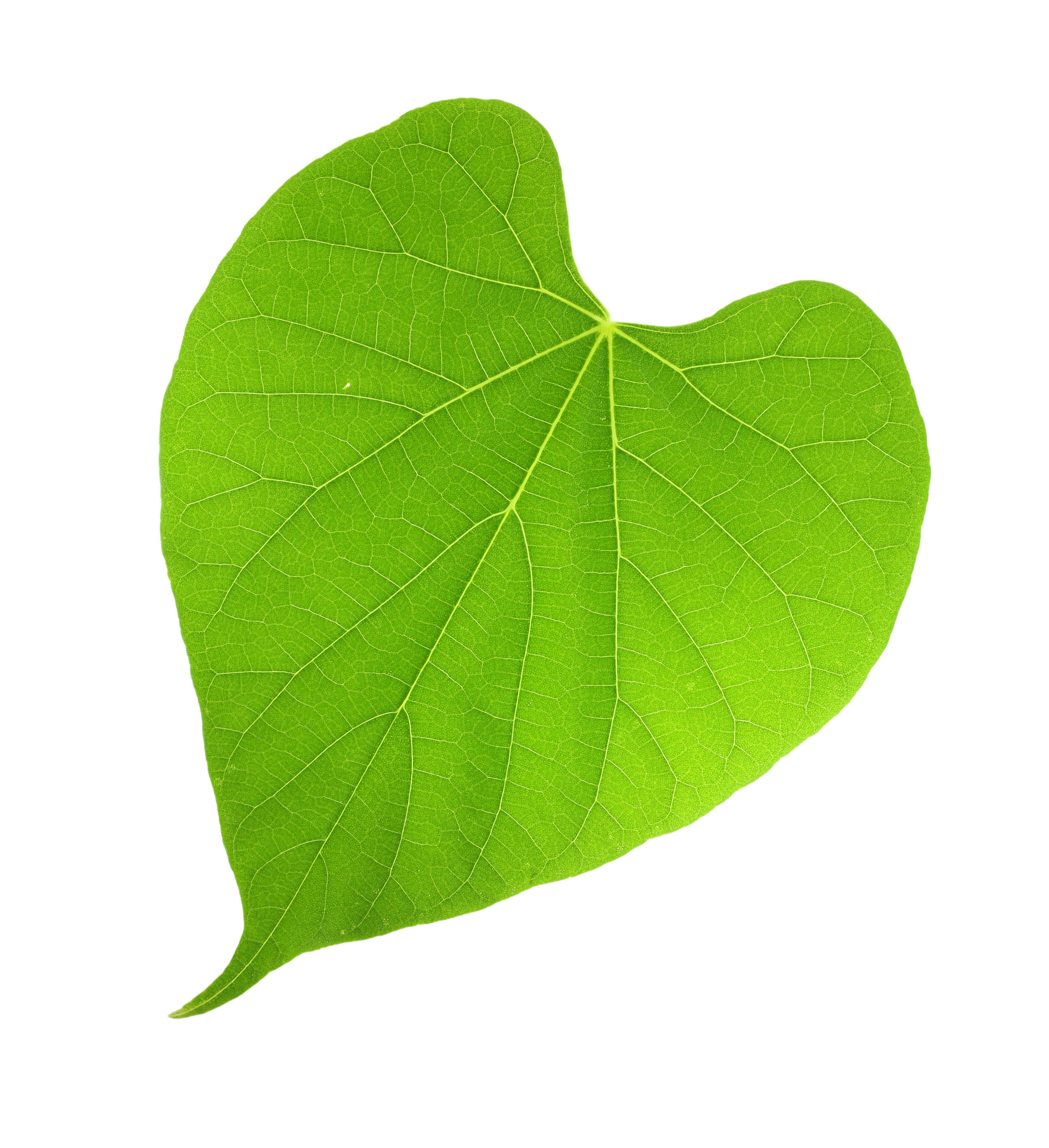Green Leaf KithCare, LLC